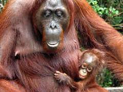 Female with Baby Orangutan in Tanjung Puting National Park