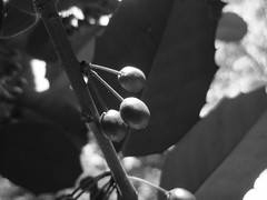 holly berries (black and white)        