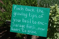 garden tips
