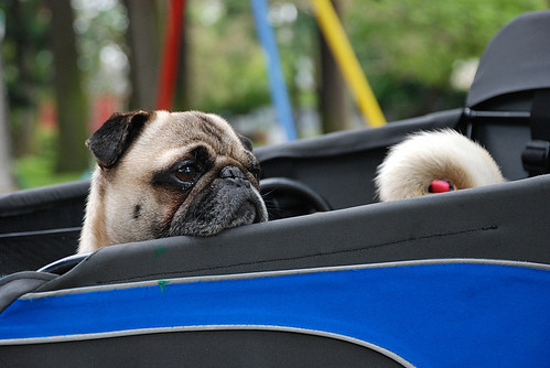 the pug in the bug