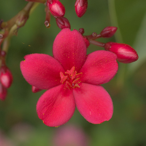 Missouri Botanical Garden (Shaw's Garden), in Saint Louis, Missouri, USA - red flower