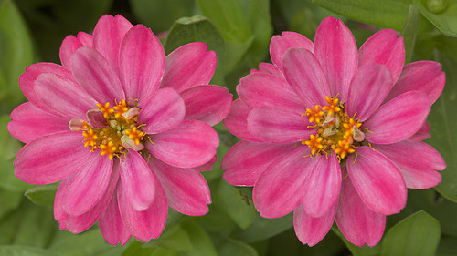 Missouri Botanical Garden (Shaw's Garden), in Saint Louis, Missouri, USA - two pink flowers