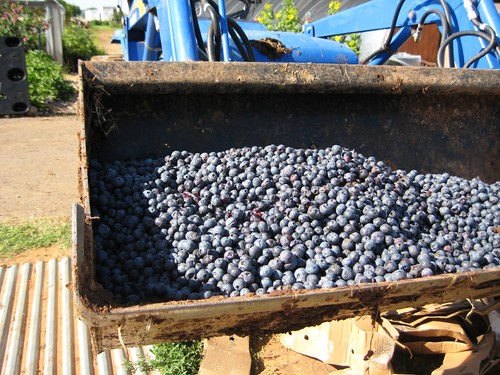 tractor load of blueberries