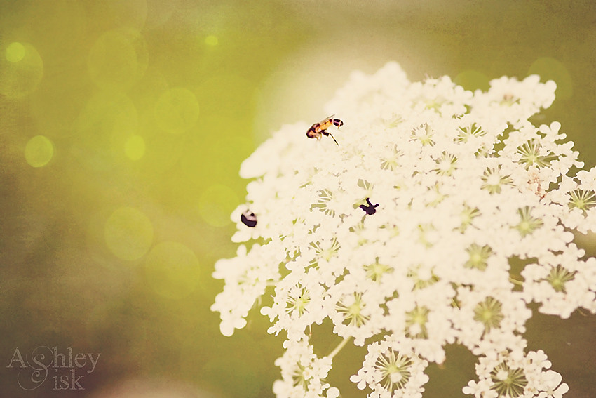 Flies on a Flower RS