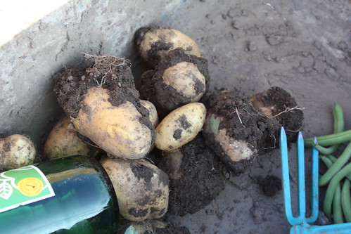 Die ersten Kartoffeln ...