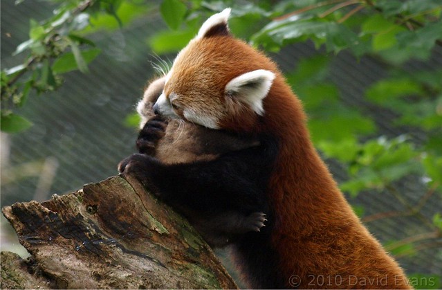 Chester Zoo - Red Panda Baby