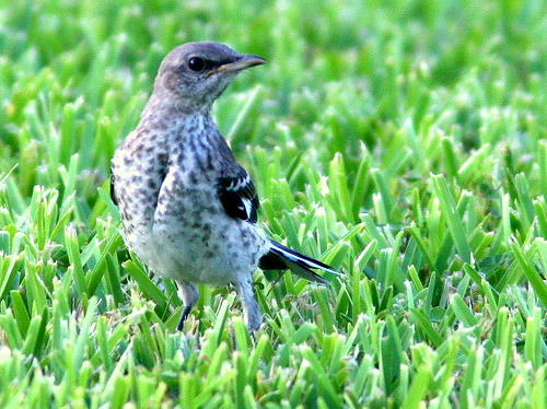 Northern Mockingbird juvenile 20100725