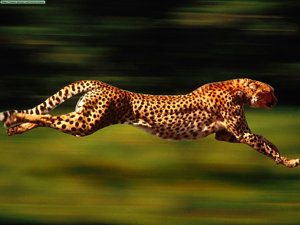 Animals Cheetahs_High Velocity, Cheetah