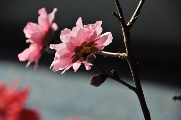 Cherry blossom 004