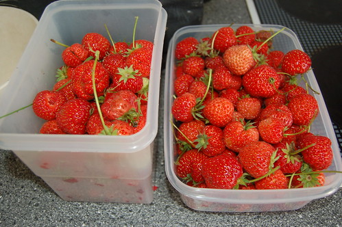 strawberries Aug 10