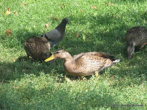 Wildlife of Ottawa - Ducks off the River by dwight_ew