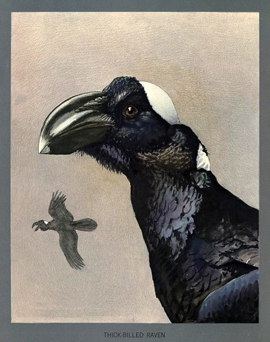 005-cuervo de gran pico africano-Album of Abyssinian birds and mammals 1930- Louis Agassiz Fuertes