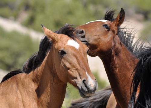 Secrets or chatting about baby? Wild horses, Pryor Mountains, Wyoming... June, 2010