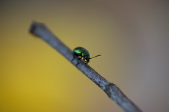 Chrysomelid (leaf beetle)
