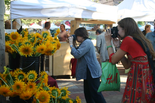Photographing sunflowers