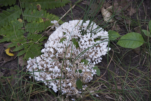 white fungus