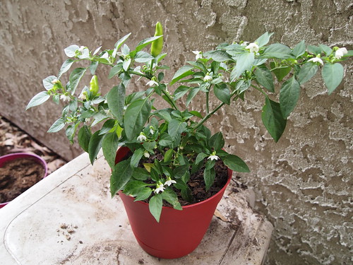 super chili plant gone wild!