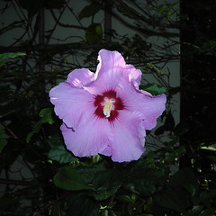 A large purple flower at the Chinese Garden
