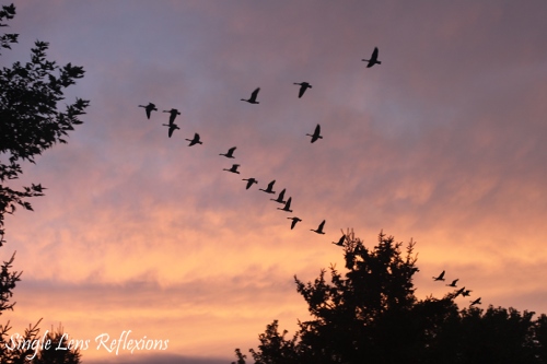 Sunset with Geese