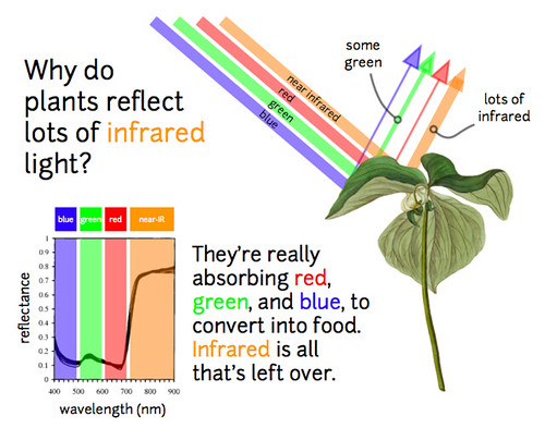Why do plants reflect a lot of infrared?