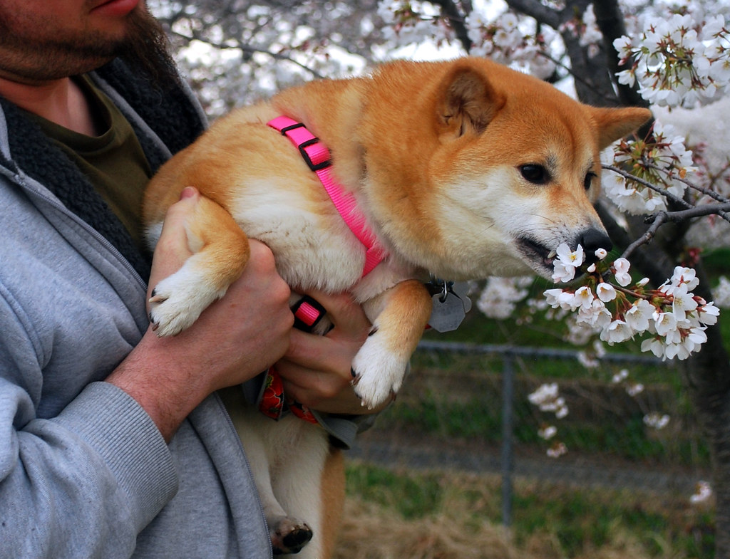 Akemi Meets Cherry Blossom