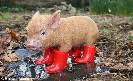 Pig in wellies
