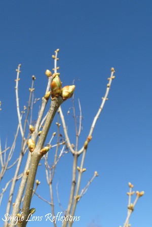 Budding Lilac Branch