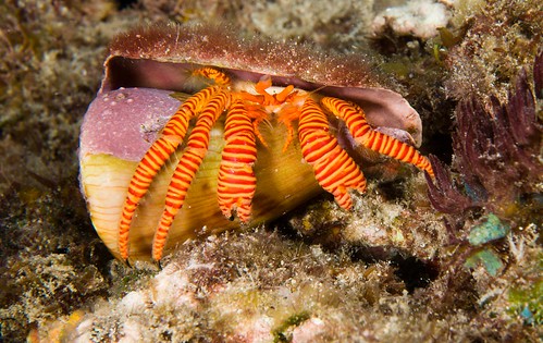 Cone Shell Hermit Crab