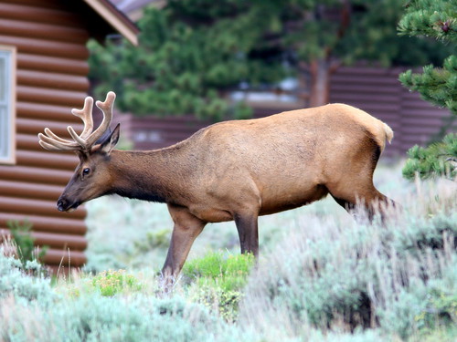 Elk 2-20100614
