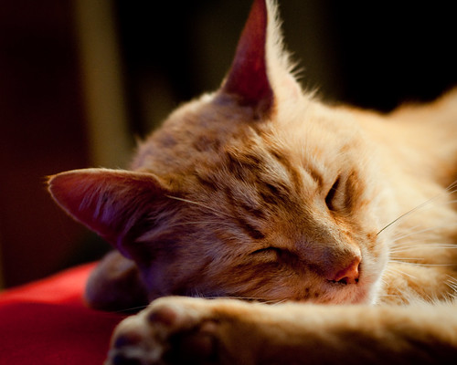 フリー写真素材|動物|哺乳類|ネコ科|猫・ネコ|寝顔・寝ている|