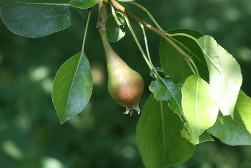 First pear sighting