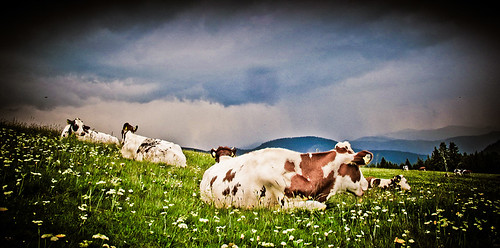Kühe am Feldberg 