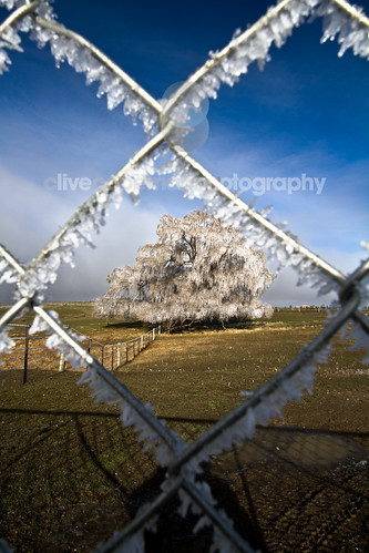 Hoar frost fence