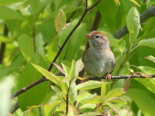 Field Sparrow SOOC cropped 2-20100705