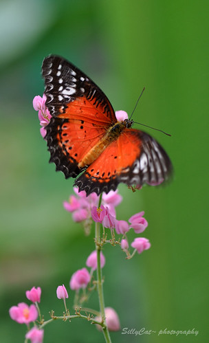 Cethosia Biblis Perakana(Red lacewing) | 紅鋸蛺蝶