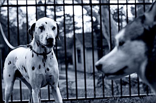 Chester and His Girlfriend by iltby photography