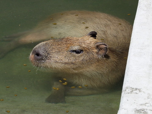 カピバラ/Capybara