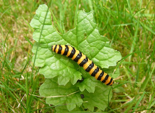 22084 - Cinnabar Moth Caterpillar