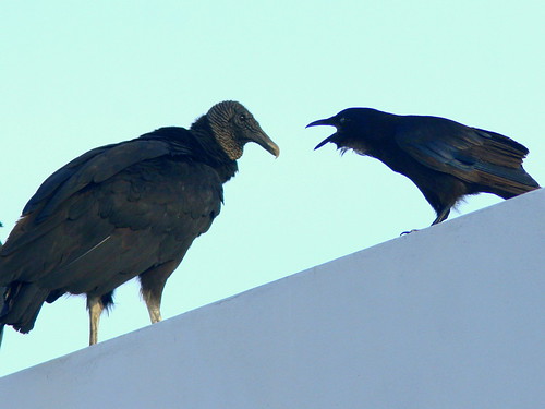 Fish Crow and Vulture 20100712