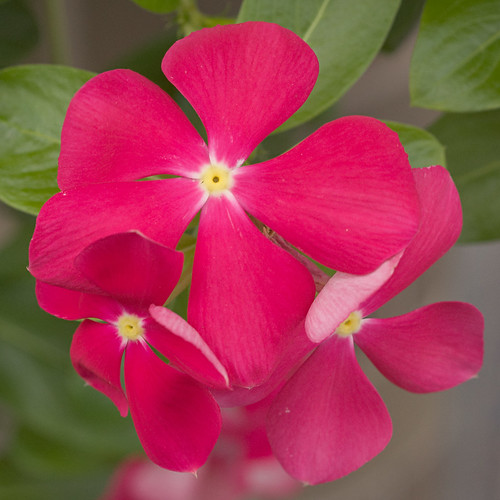 Missouri Botanical Garden (Shaw's Garden), in Saint Louis, Missouri, USA - pink flower