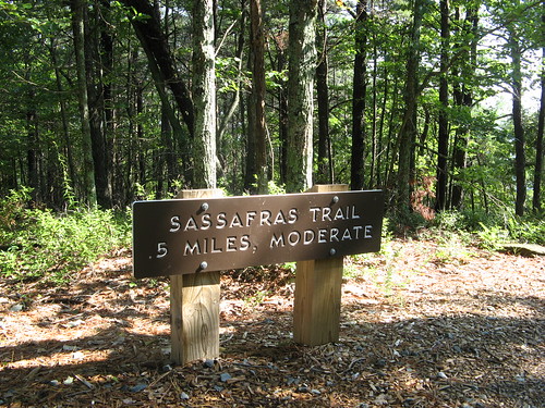 Sassafras trail