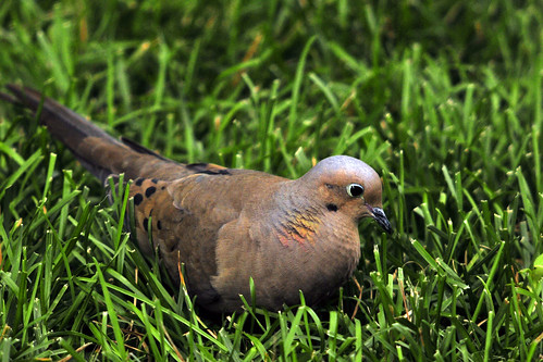 mourning dove sideview