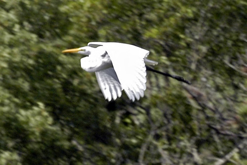 egret flying pocasset V