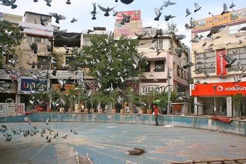 City Moments - The Conference of Birds, Basant Lok Market
