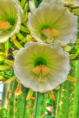 Flor de Cactus en Hdr