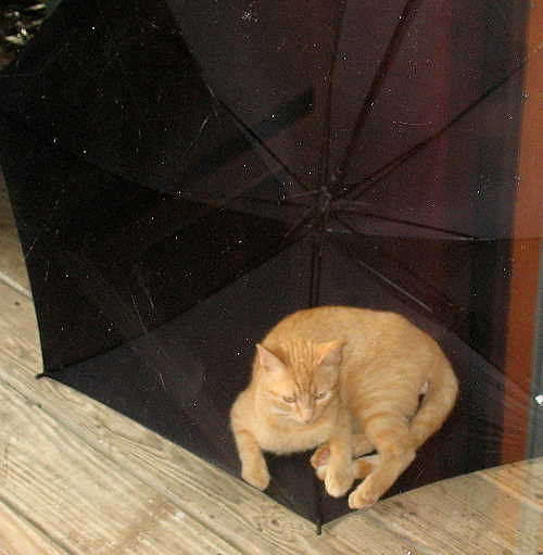 cat-in-an-umbrella