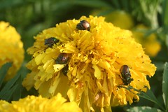 close up of yellow flowers being eaten by Japanese beetles