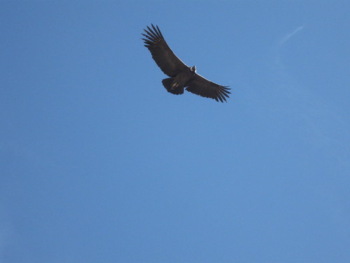 2010-4-peru-229-cabanaconde-cruz del condor