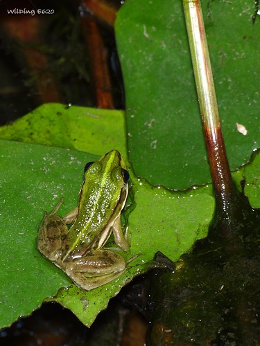 金線蛙 Rana plancyi (juvenile)
