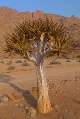 Quiver-Tree Koiimassus, Namibia
